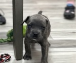 Puppy Tinkerbell Cane Corso