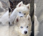 Small Photo #10 Pomsky-Siberian Husky Mix Puppy For Sale in WINDERMERE, FL, USA