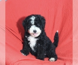 Miniature Bernedoodle Puppy for sale in SUGARCREEK, OH, USA