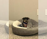 Small #2 Chihuahua