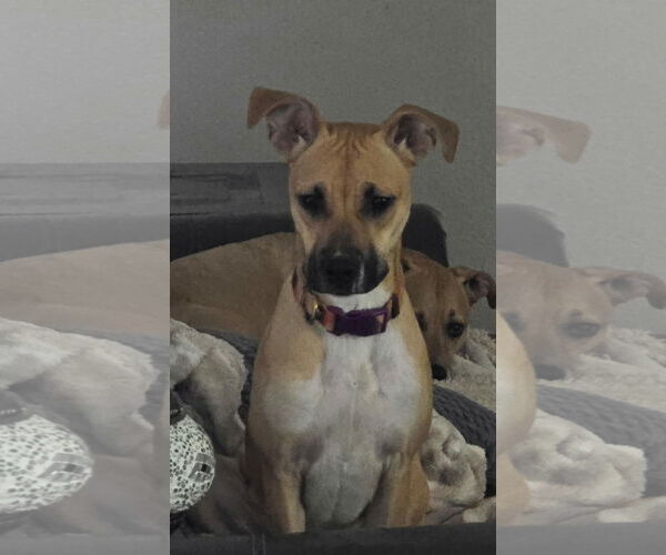 Medium Photo #1 Black Mouth Cur-Unknown Mix Puppy For Sale in phoenix, AZ, USA