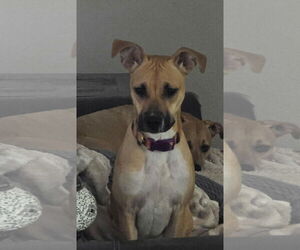 Black Mouth Cur-Unknown Mix Dogs for adoption in phoenix, AZ, USA