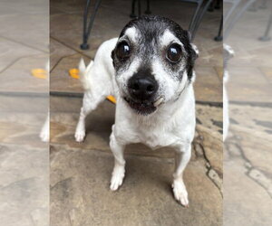 Chihuahua-Unknown Mix Dogs for adoption in Boonton, NJ, USA