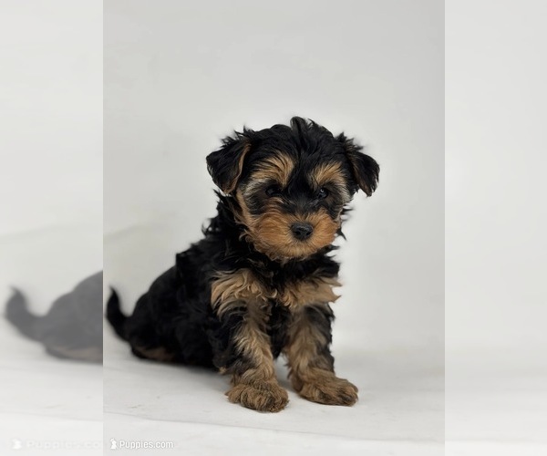 Medium Photo #2 Yorkipoo Puppy For Sale in RICHMOND, IL, USA