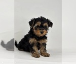 Small #1 Yorkipoo