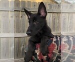 Small Photo #24 German Shepherd Dog Puppy For Sale in OSTRANDER, OH, USA