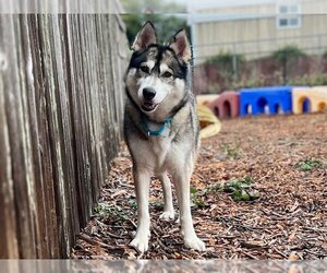 Siberian Husky-Unknown Mix Dogs for adoption in Santa Cruz, CA, USA