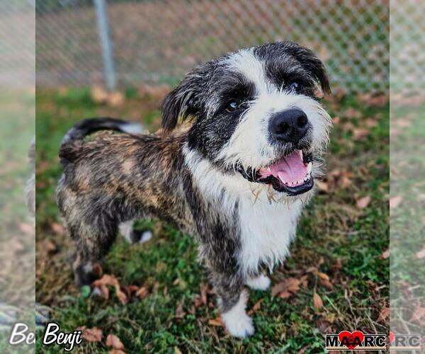 Medium Photo #4 Mutt Puppy For Sale in Maryville, TN, USA