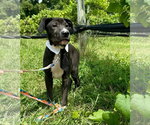 Small #7 American Pit Bull Terrier-Labrador Retriever Mix