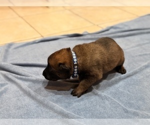 Medium Belgian Malinois