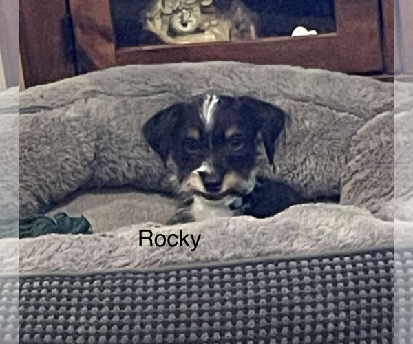 Medium Photo #2 Mutt Puppy For Sale in Colorado Springs, CO, USA