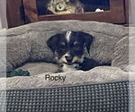 Small #1 Mutt