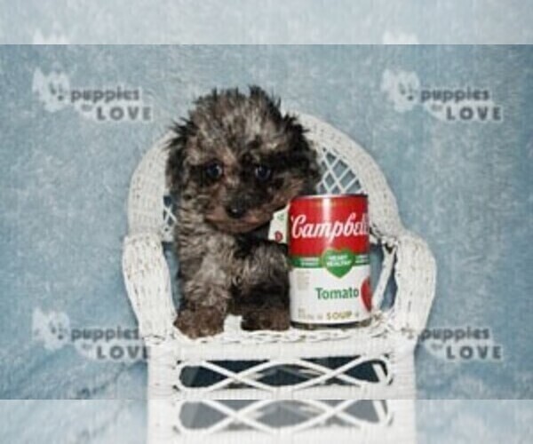 Medium Photo #4 Poodle (Toy) Puppy For Sale in SANGER, TX, USA