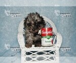 Small #3 Poodle (Toy)