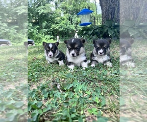 Pembroke Welsh Corgi Puppy for sale in DUFFIELD, VA, USA