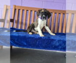 Small Borador