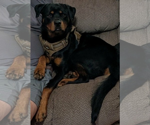 Medium Photo #4 Rottweiler Puppy For Sale in Germantown, OH, USA