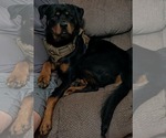 Small #3 Rottweiler