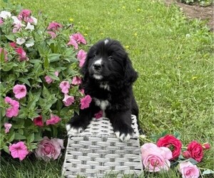 Bernese Mountain Dog Puppy for sale in THORP, WI, USA