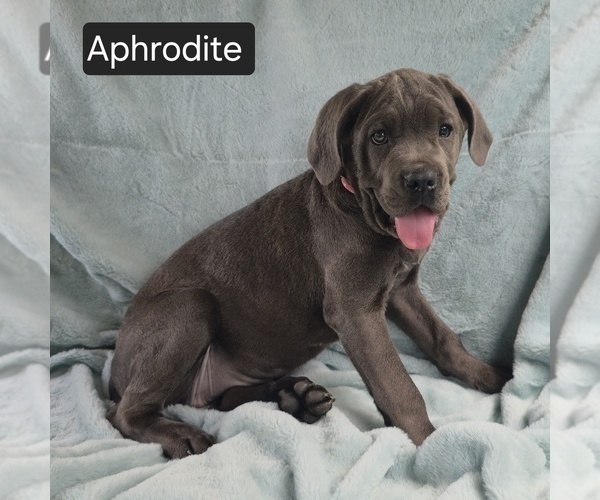 Medium Photo #7 Cane Corso Puppy For Sale in MINERAL WELLS, WV, USA