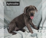 Small #6 Cane Corso