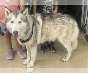 Alaskan Malamute-Unknown Mix Dogs for adoption in San Antonio, TX, USA