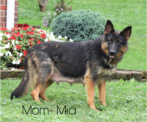 Mother of the German Shepherd Dog puppies born on 03/02/2023