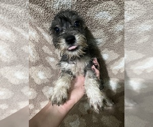 Schnauzer (Miniature) Puppy for sale in PICKENS, SC, USA