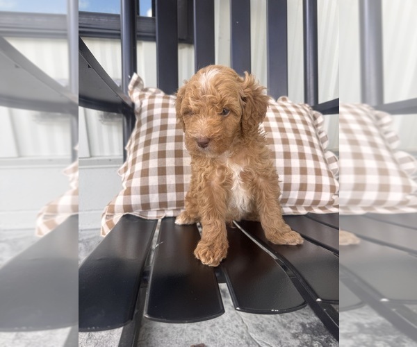 Medium Photo #1 Goldendoodle (Miniature) Puppy For Sale in HARTVILLE, OH, USA