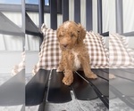 Small Goldendoodle (Miniature)