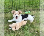 Small #2 Morkie