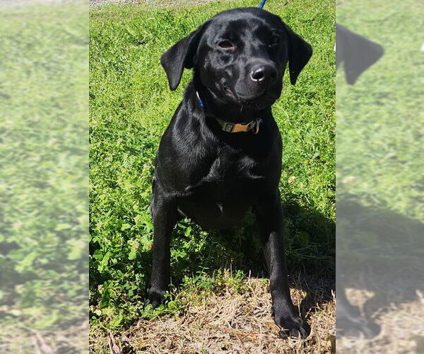 Medium Photo #3 Labrador Retriever-Unknown Mix Puppy For Sale in Wetumpka, AL, USA