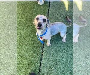 Maltipoo Dogs for adoption in Tempe , AZ, USA