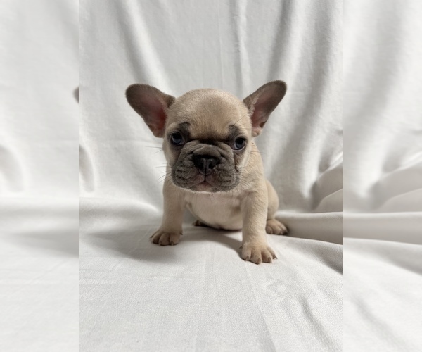 Full screen Photo #1 French Bulldog Puppy For Sale in ADDISON, IL, USA