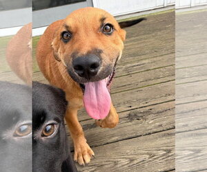 Labrador Retriever-Unknown Mix Dogs for adoption in Germantown, OH, USA
