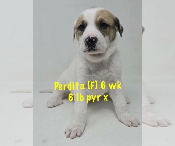 Medium Photo #1 Great Pyrenees-Unknown Mix Puppy For Sale in pomfret, CT, USA