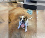 Small #1 Boxer-Golden Retriever Mix
