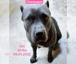 Small American Pit Bull Terrier
