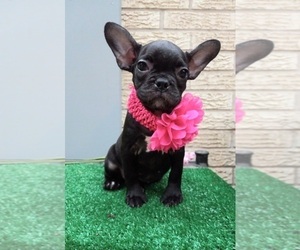 American Staffordshire Terrier-French Bulldog Mix Puppy for sale in CARTHAGE, TX, USA