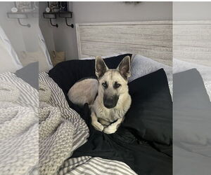 German Shepherd Dog-Huskies Mix Dogs for adoption in Euless, TX, USA