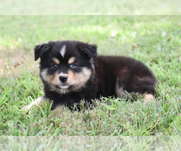 Medium Photo #3 Australian Shepherd Puppy For Sale in EASTON, MO, USA
