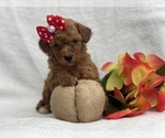 Small Photo #1 Double Doodle Puppy For Sale in CEDAR LANE, PA, USA