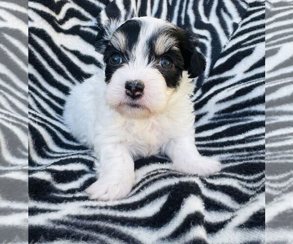 Medium Photo #1 Poodle (Miniature)-Unknown Mix Puppy For Sale in Marina Del Rey, CA, USA