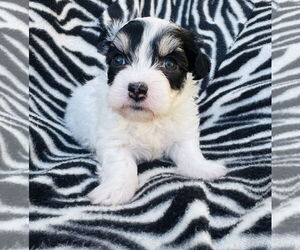 Poodle (Miniature)-Unknown Mix Dogs for adoption in Marina Del Rey, CA, USA