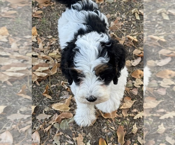 Medium Photo #11 Bernedoodle (Miniature) Puppy For Sale in LONGMONT, CO, USA