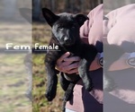 Small Photo #12 German Shepherd Dog Puppy For Sale in ELLENBORO, NC, USA