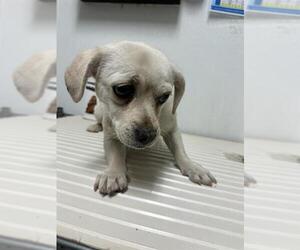 Pug-Unknown Mix Dogs for adoption in Bakersfield, CA, USA