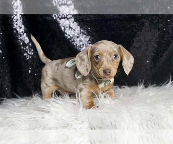Medium Photo #3 Dachshund Puppy For Sale in WARSAW, IN, USA