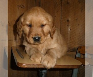 Medium Golden Retriever