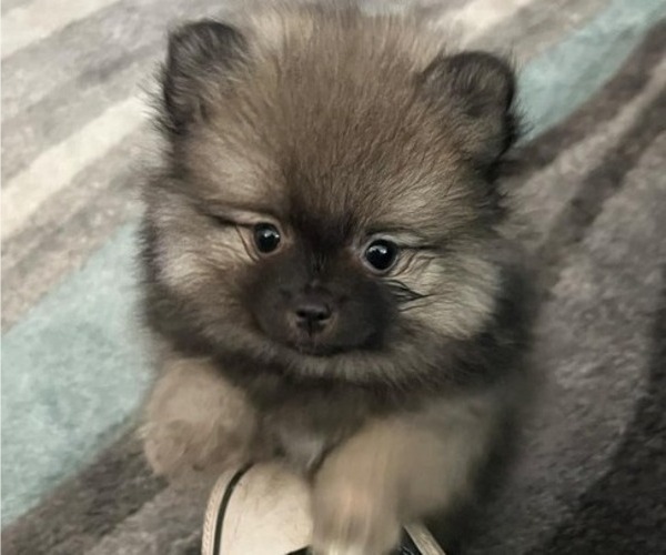 Medium Photo #7 Pomeranian Puppy For Sale in MENIFEE, CA, USA